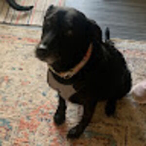 Meet your Posher, Gen